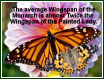 Butterfly release, wedding butterflies, butterfly releases, purchase live butterflies, butterfly favors and butterfly wedding providers. Live butterflies and live butterfly releases for wedding events. Release live butterflies for any occasion. Your butterfly release specialists. We provide live monarch butterflies, wedding butterflies, butterfly favors, weddings favors, monarch butterflies for release, monarch butterflies for wedding releases and more. By www.mrbutterflies.com
