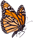 Monarch Butterfly Release