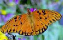 Gulf Fritillary