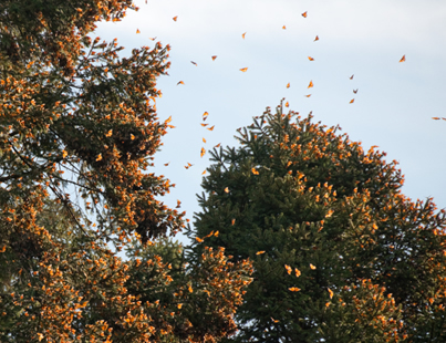Monarch butterflies cluster together as they overwinter in Mexico.