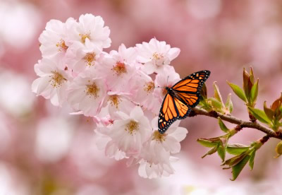 Butterfly springtime cherry blossoms at a park in Grand Rapids, Michigan