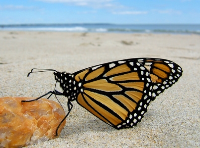 Monarch butterflies often linger after a butterfly release.